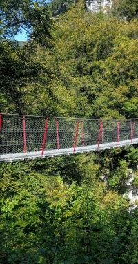 Revisione delle norme su foreste e filiere forestali.