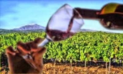 Tutte le novità del Testo Unico del Vino in vista dell&#039;entrata in vigore il 12 gennaio 2017.