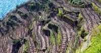 La nuova tutela dei vitigni e dei vigneti nel Testo Unico del Vino.