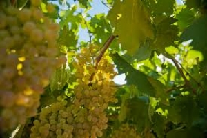 Il vino Soave in Cina, ecco come presentarlo