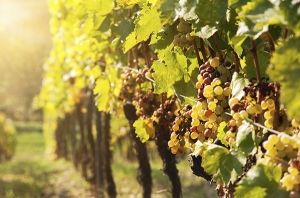 La protezione Comunitaria delle denominazioni che prendono il nome dal vitigno.