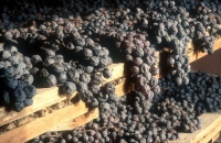 Commissione Europea: consultazione pubblica nel settore vitivinicolo