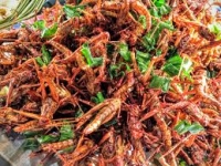 2018: l'anno degli insetti nella cucina italiana - un breve focus sulla normativa dei novel foods.