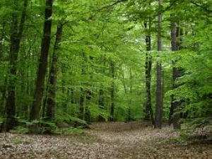 Ciclo di incontri su tutela e valorizzazione foreste