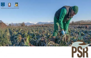 Sviluppo Rurale del Veneto: Focus Bandi Psr .