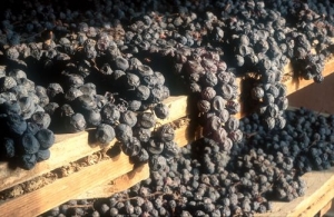 Corso di formazione sull&#039;appassimento delle uve e la qualità dei vini.