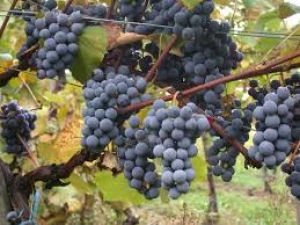 Il primo disciplinare del vino naturale italiano. Firmato, per ora, da 40 vignaioli.